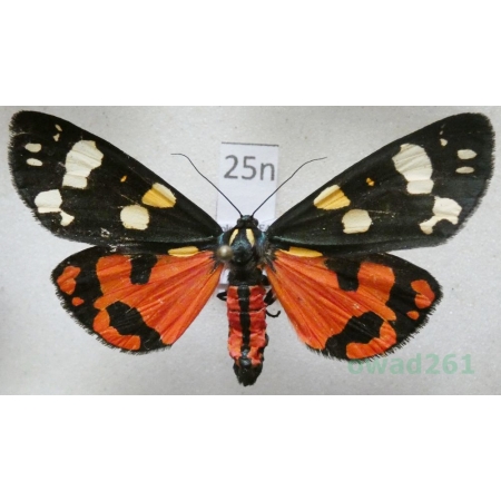 Callimorpha dominula (Linnaeus, 1758) Krasopani poziomkówka Poland25n